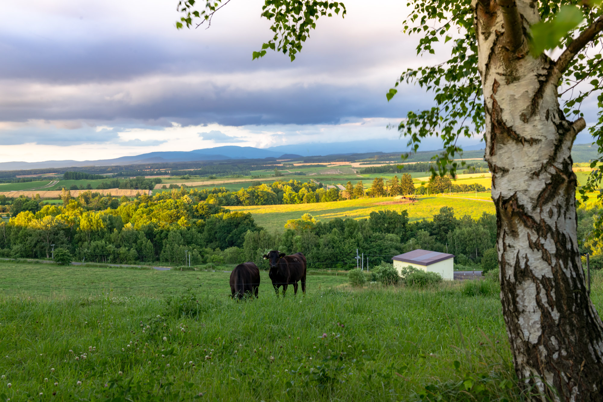 ロケーションウエディングぜるぶ-8765